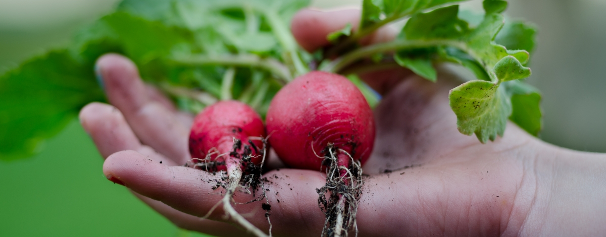 radishes in hand after gardening